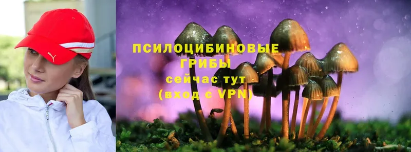 Псилоцибиновые грибы Psilocybine cubensis  Улан-Удэ 